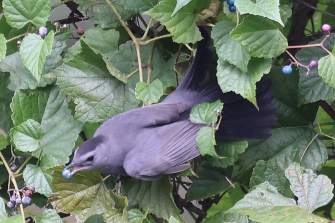Gray Catbird - ML643458004