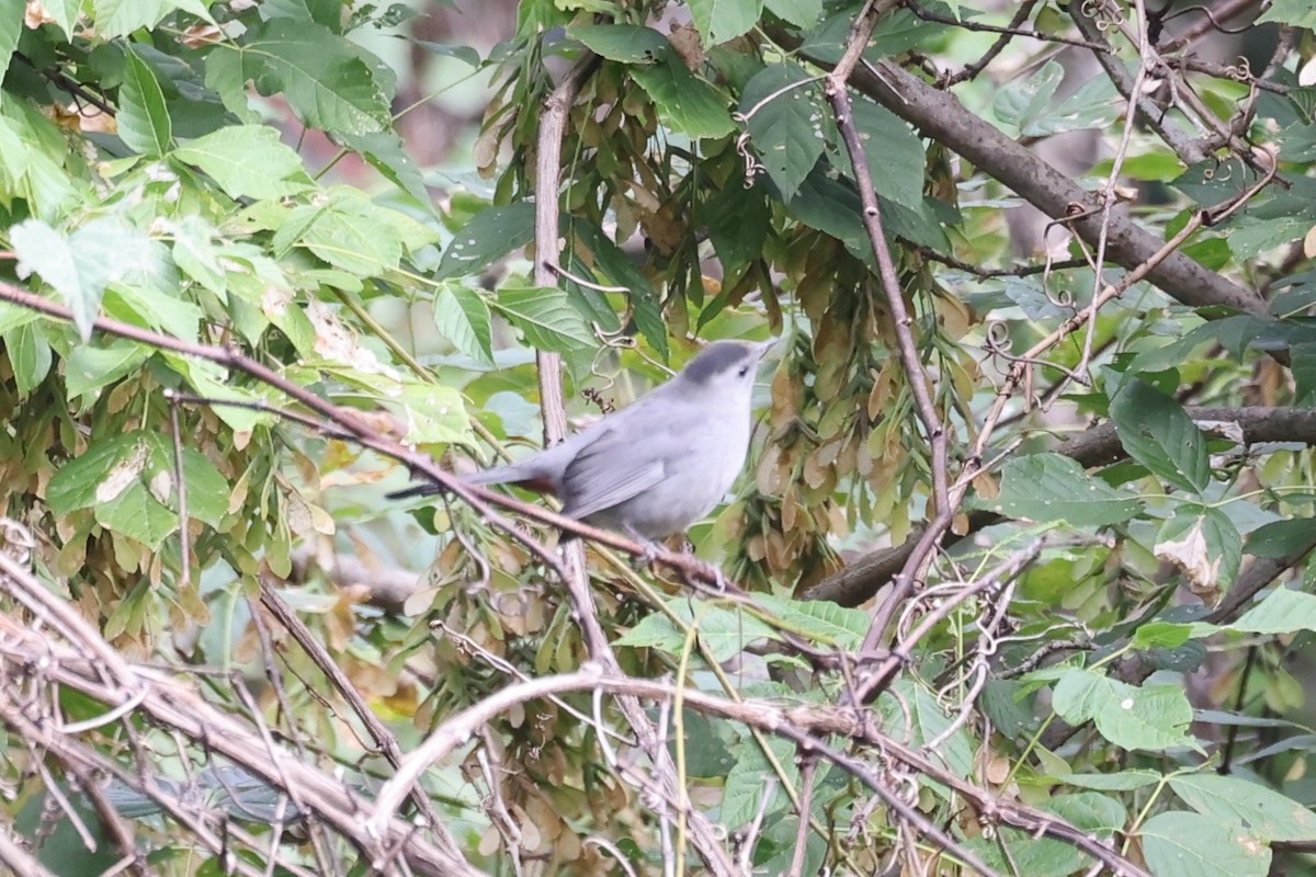 Gray Catbird - ML643458005