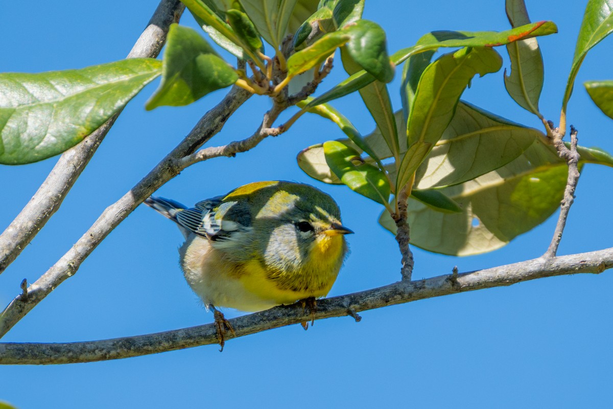 Northern Parula - ML643458023