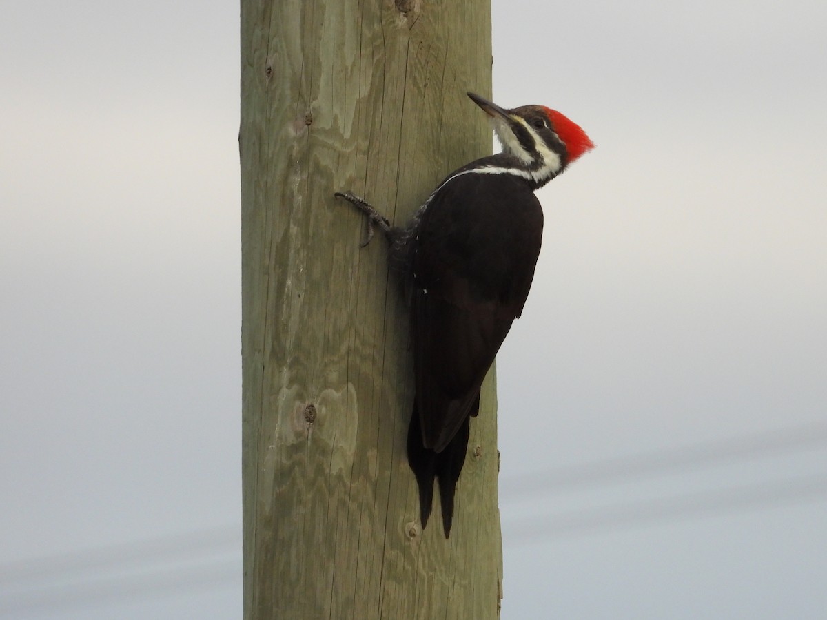 Pileated Woodpecker - ML643458031