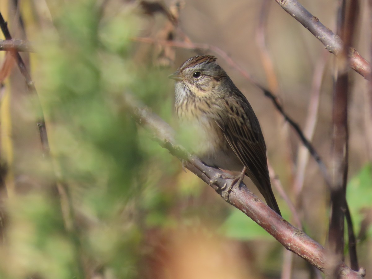 Lincoln's Sparrow - ML643458050