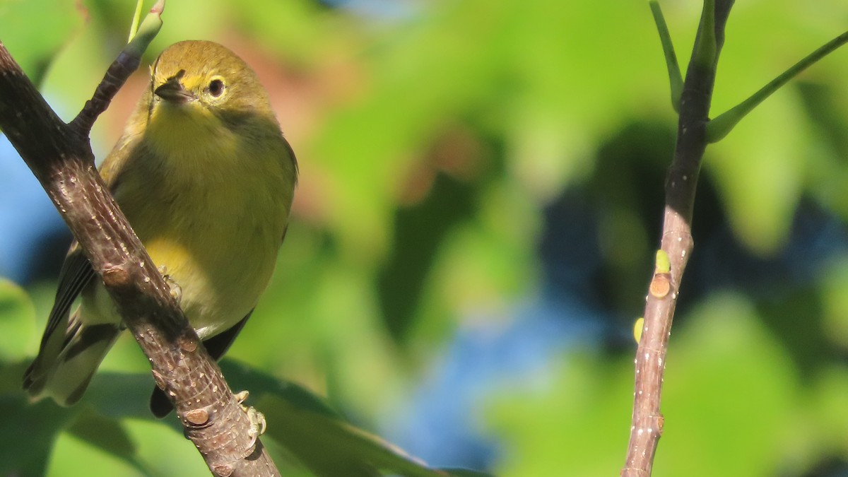 Pine Warbler - ML643458051