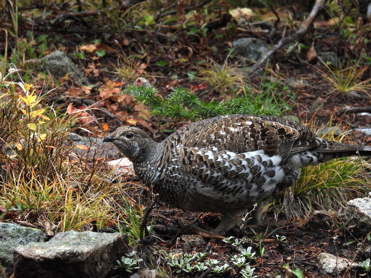 Dusky Grouse - ML643458060