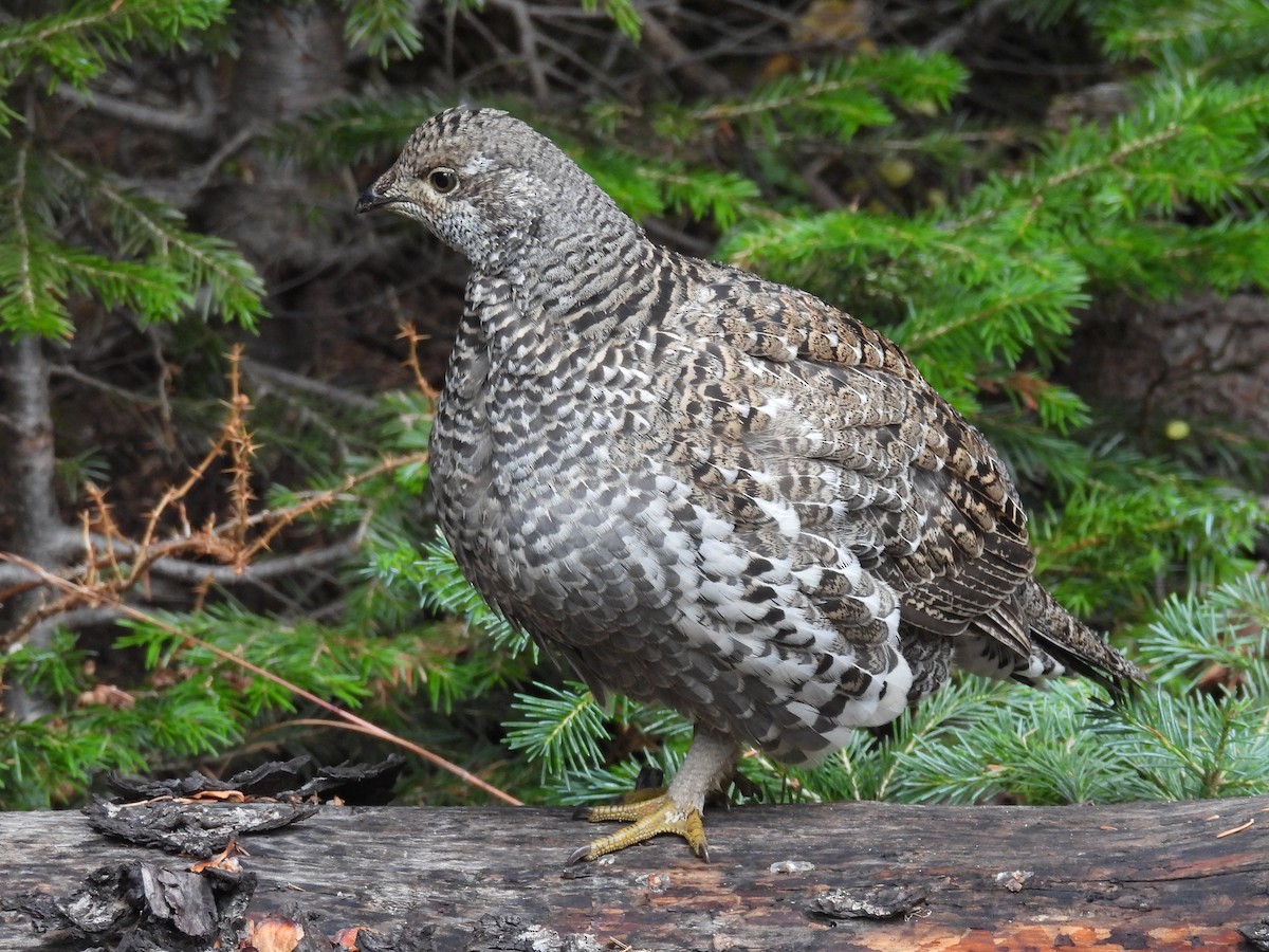Dusky Grouse - ML643458061