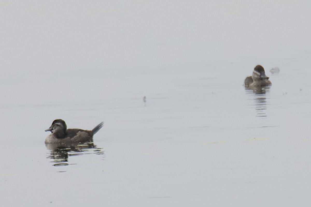 Ruddy Duck - ML643458087