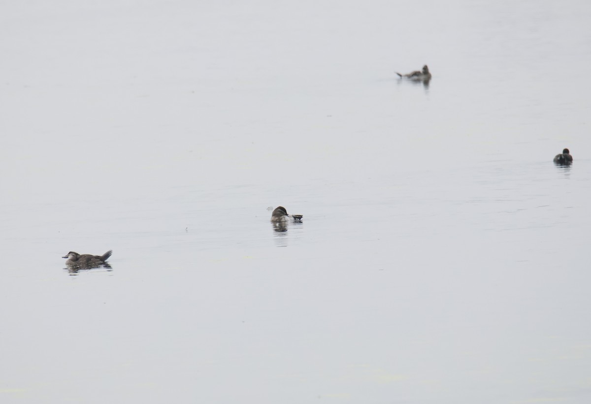 Ruddy Duck - ML643458088