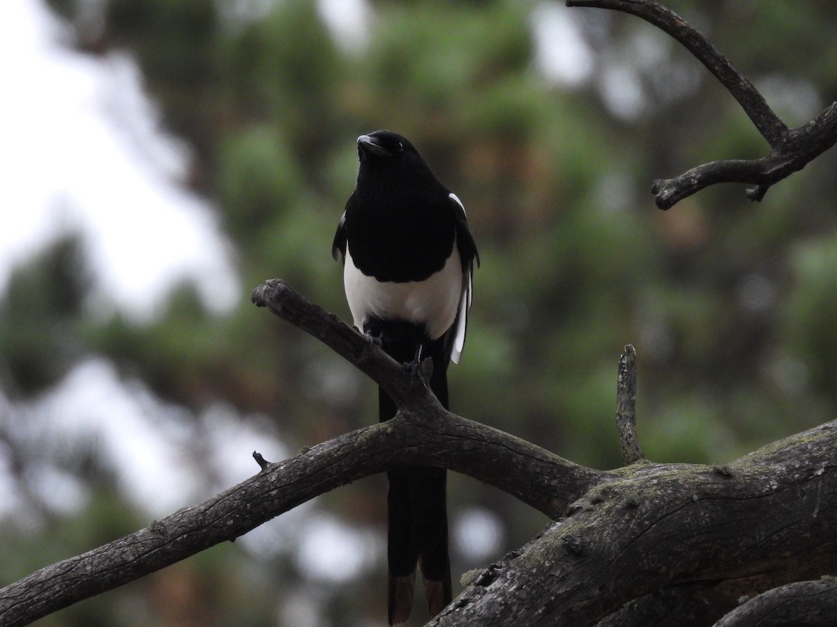 Black-billed Magpie - ML643458096