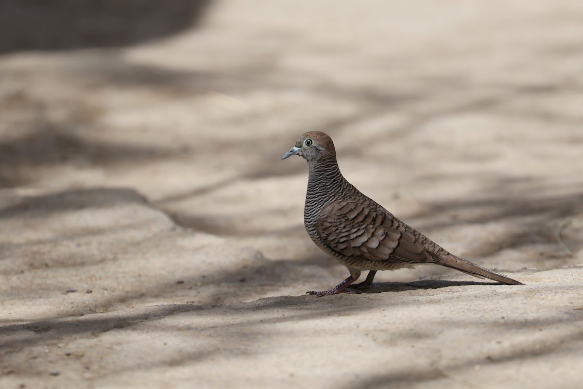 holoubek vlnkovaný - ML643458097