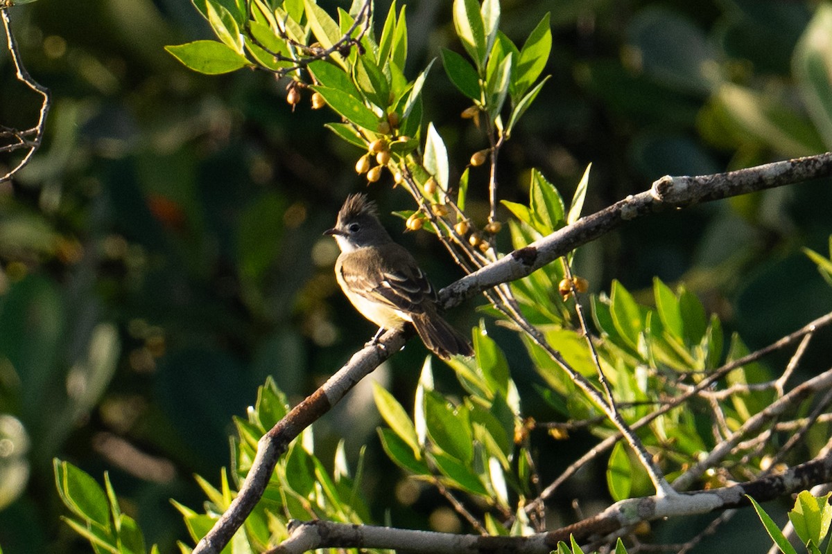 Yellow-bellied Elaenia - ML643458109