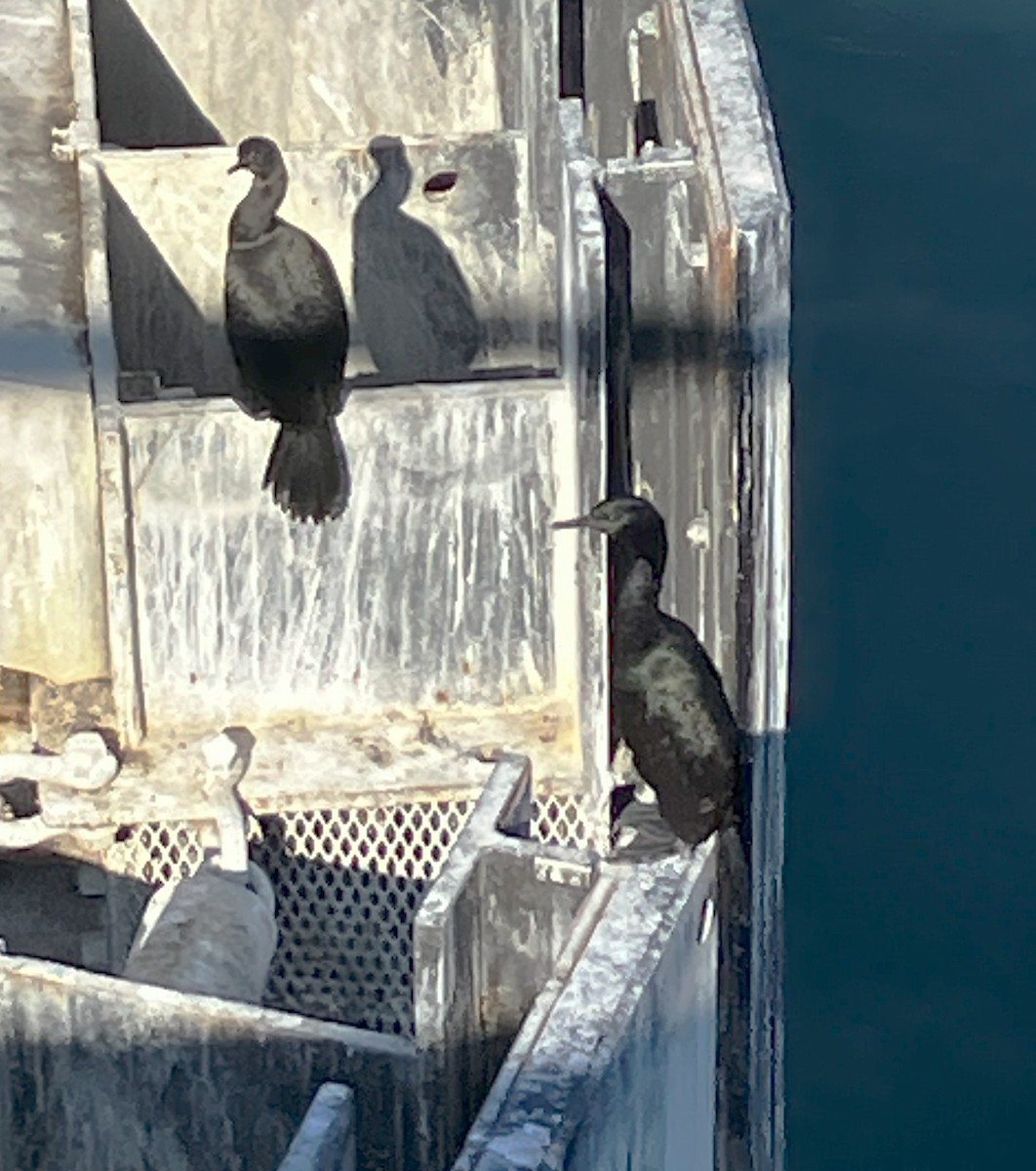 Pelagic Cormorant - ML643458110