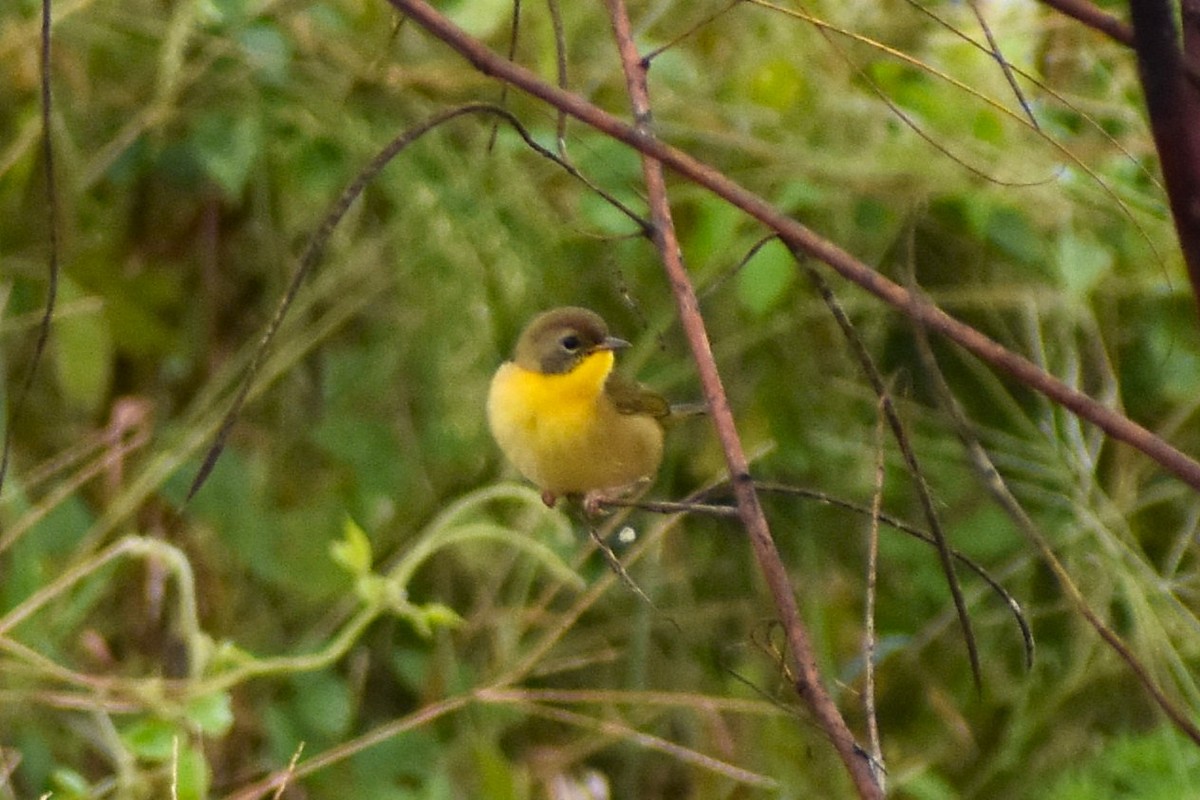 Common Yellowthroat - ML643458112