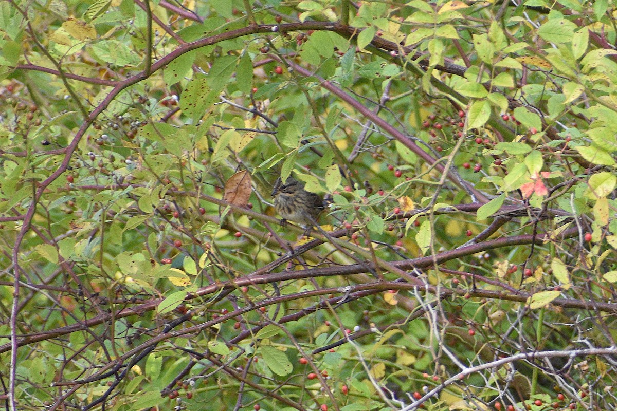 Lincoln's Sparrow - ML643458113