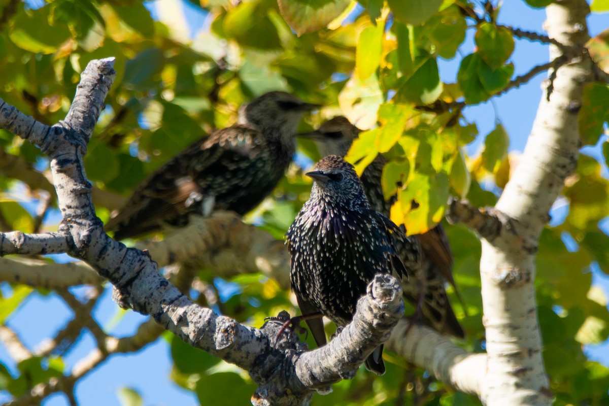 European Starling - ML643458117