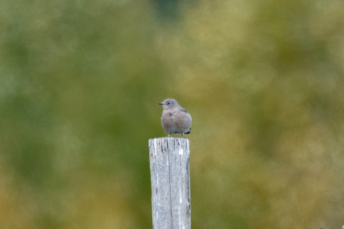 Mountain Bluebird - ML643458130