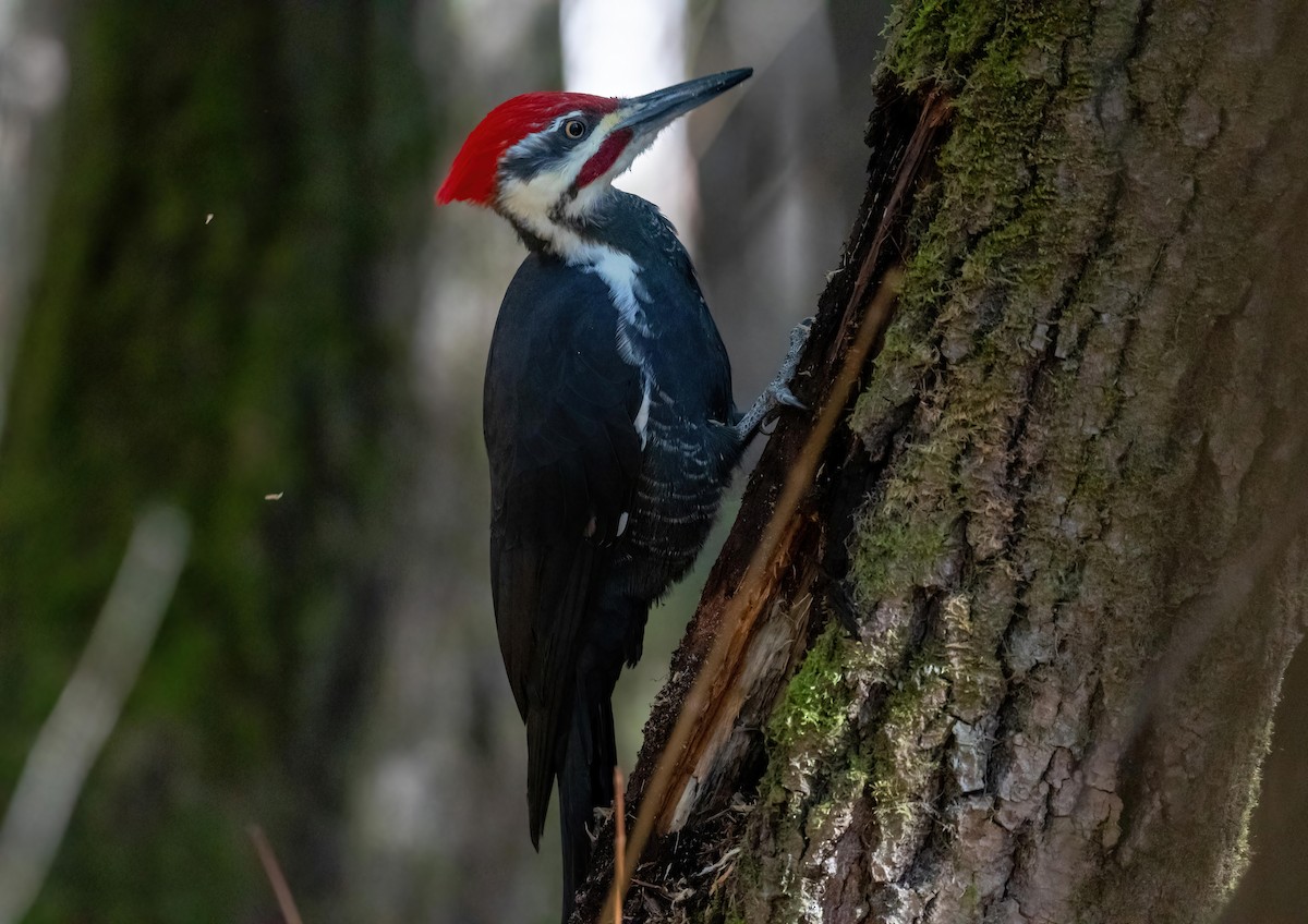 Pileated Woodpecker - ML643458150