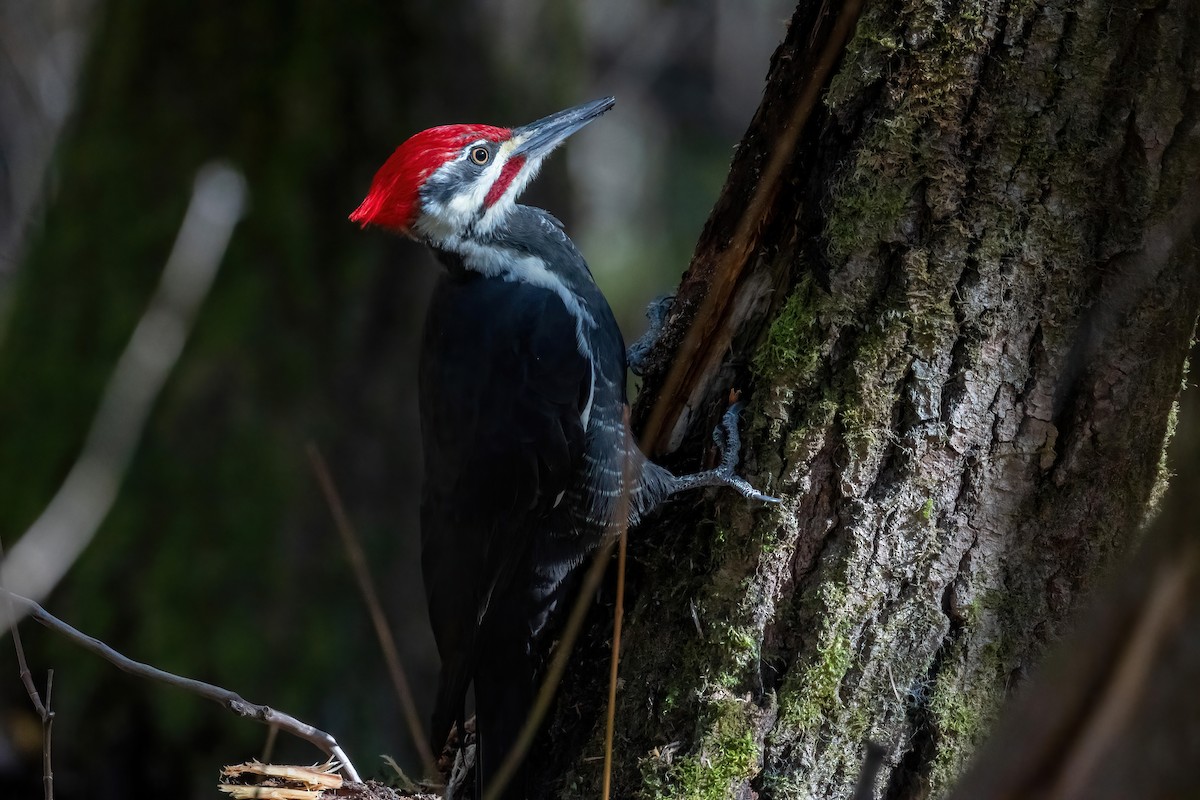 Pileated Woodpecker - ML643458151