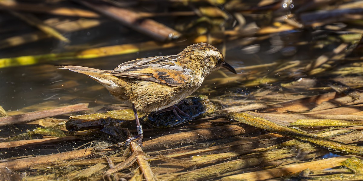 Wren-like Rushbird - ML643458153