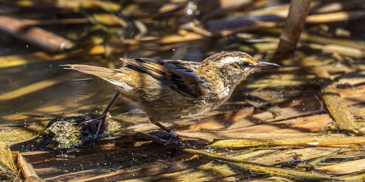 Wren-like Rushbird - ML643458154