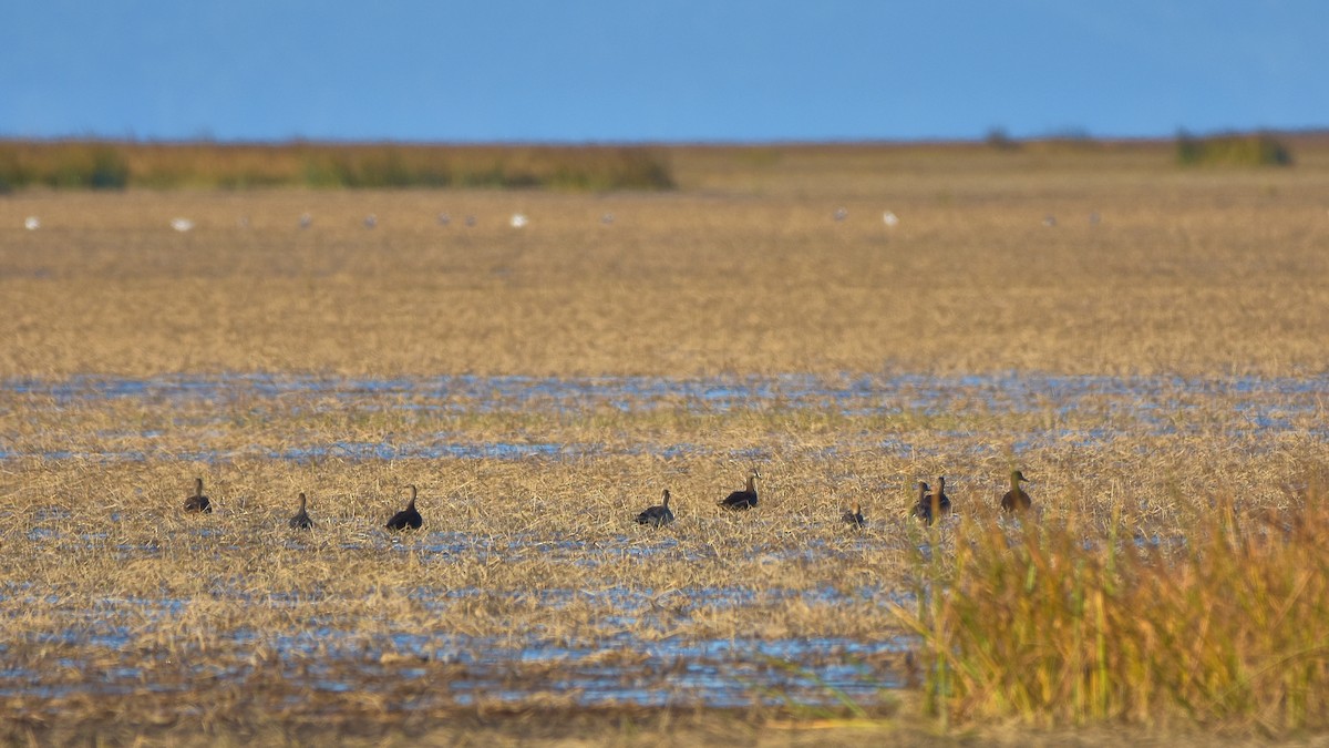 American Black Duck - ML643458157