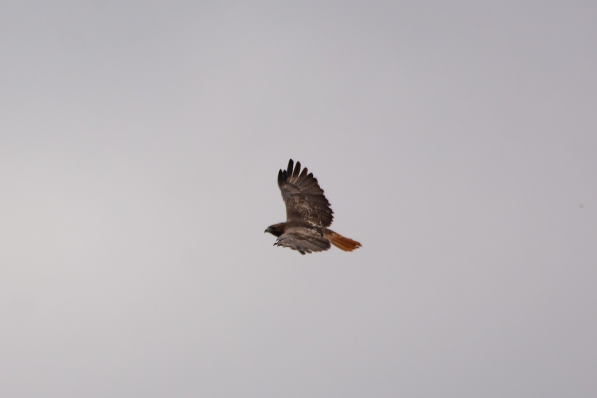 Red-tailed Hawk - ML643458159