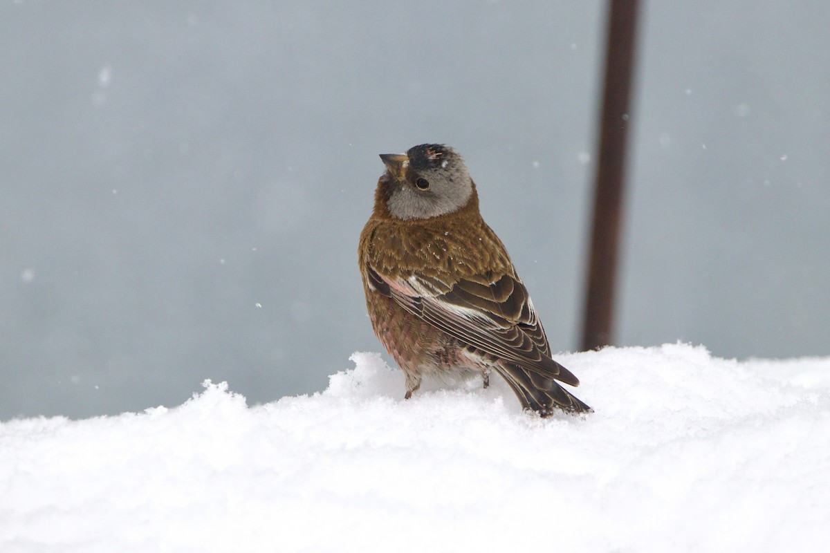 Roselin à tête grise (littoralis) - ML643458160