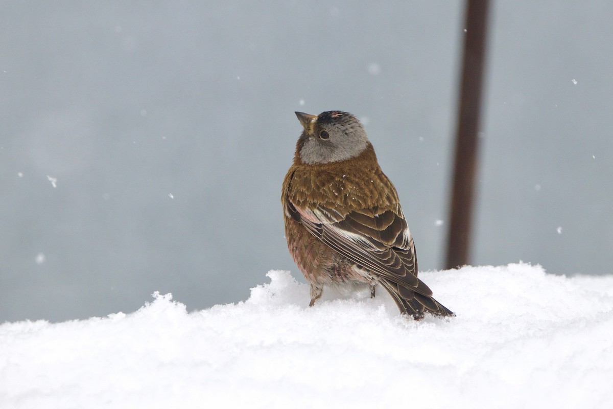 Roselin à tête grise (littoralis) - ML643458161