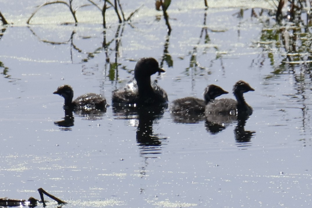 Least Grebe - ML643458172