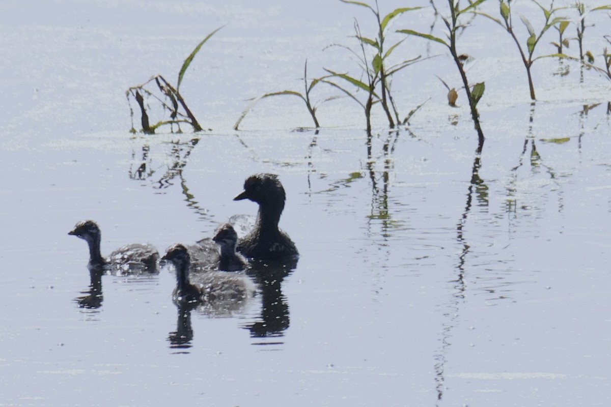 Least Grebe - ML643458174
