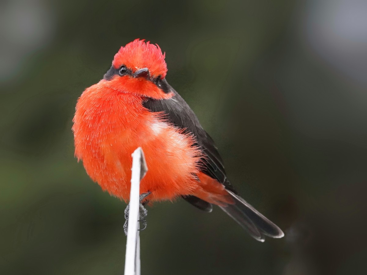 Vermilion Flycatcher - ML643458189