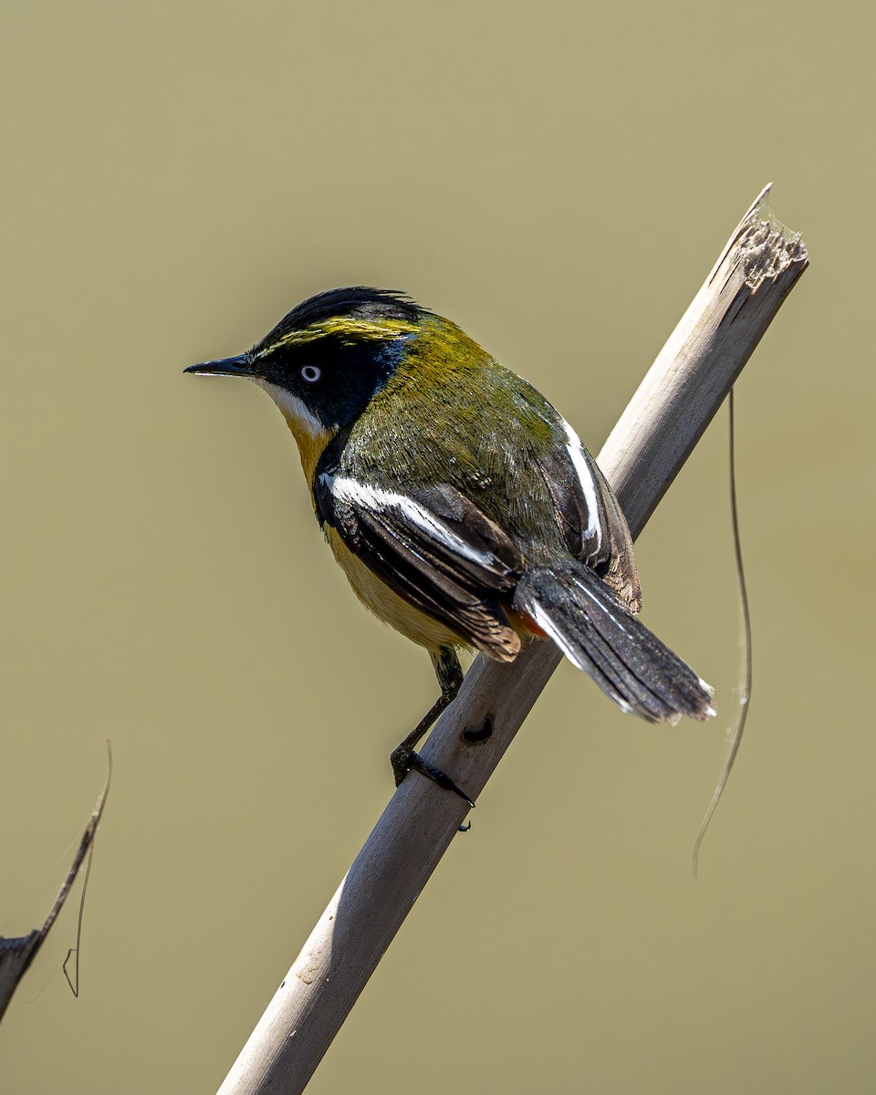 Many-colored Rush Tyrant - ML643458196
