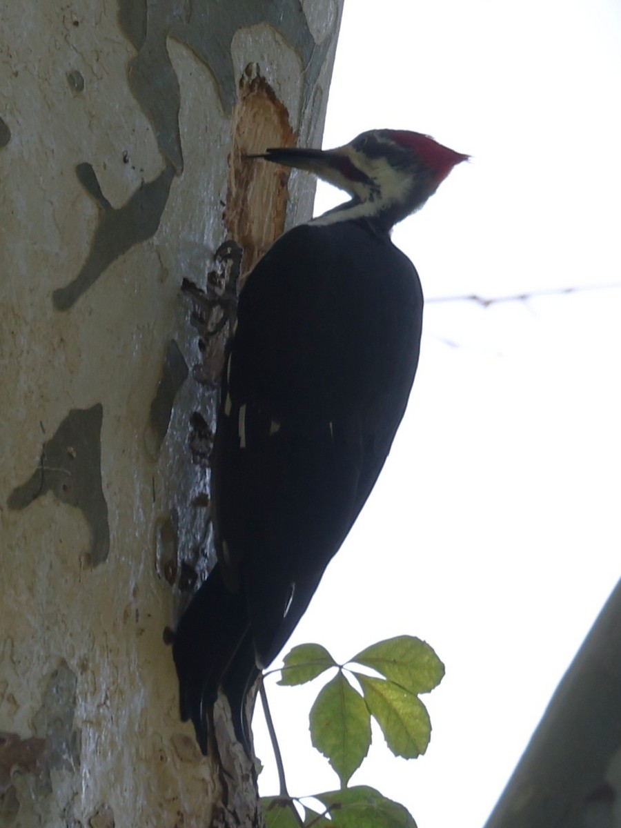 Pileated Woodpecker - ML643458208