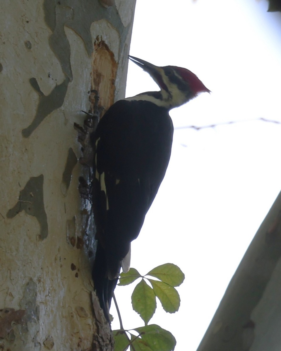 Pileated Woodpecker - ML643458209