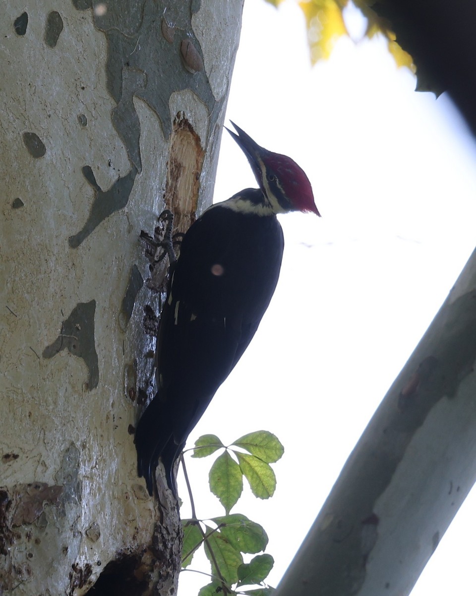 Pileated Woodpecker - ML643458211