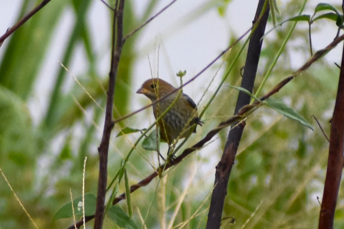 Indigo Bunting - ML643458215