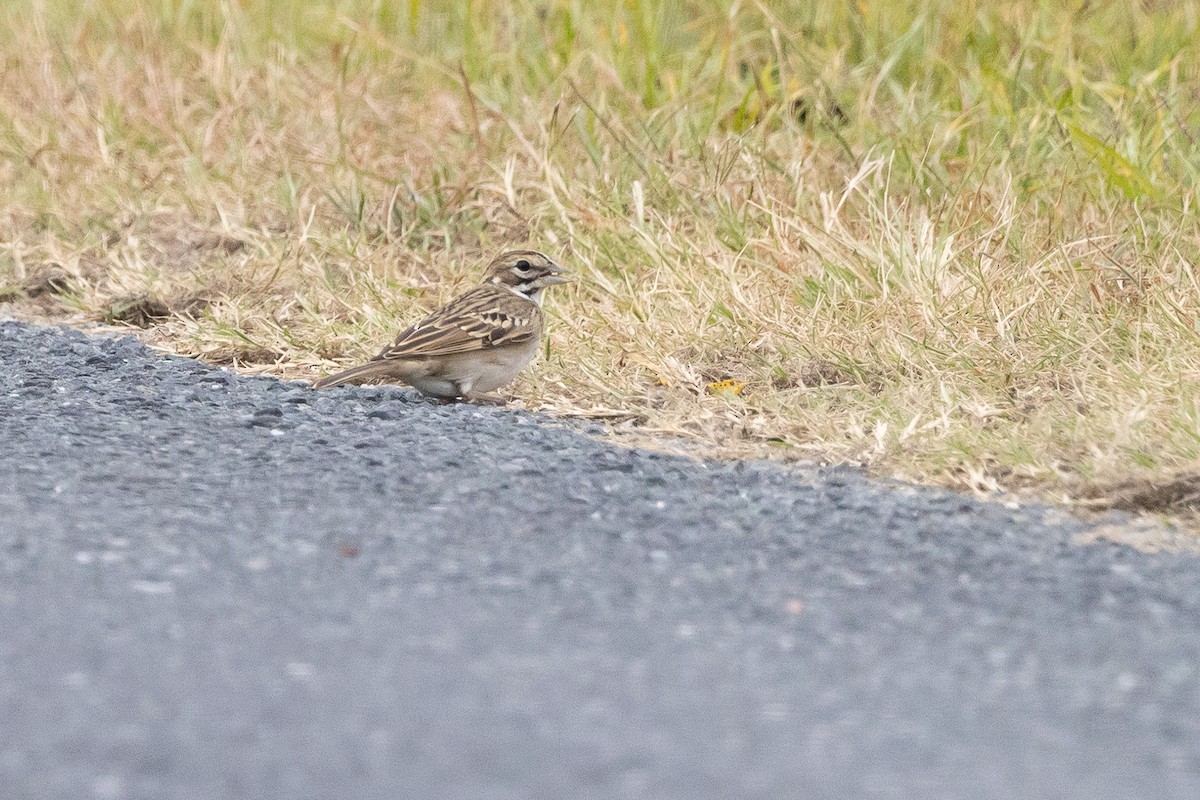 Lark Sparrow - ML643458216