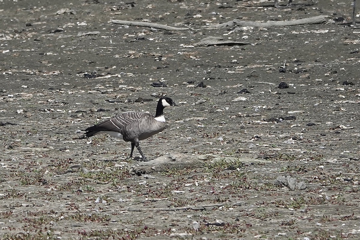 Cackling Goose (Aleutian) - ML643458219