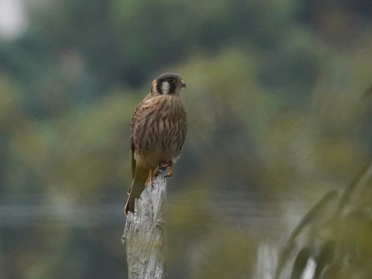 American Kestrel - ML643458220