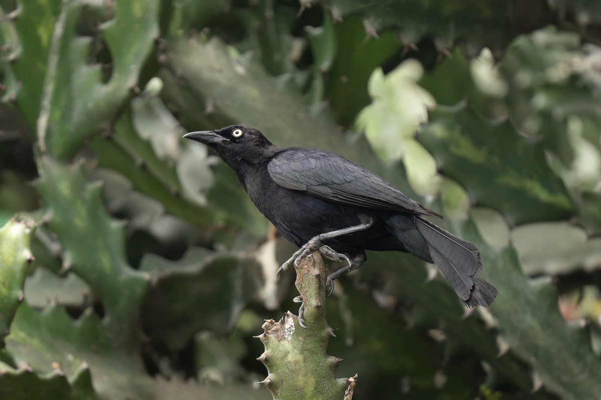 Carib Grackle - ML643458226