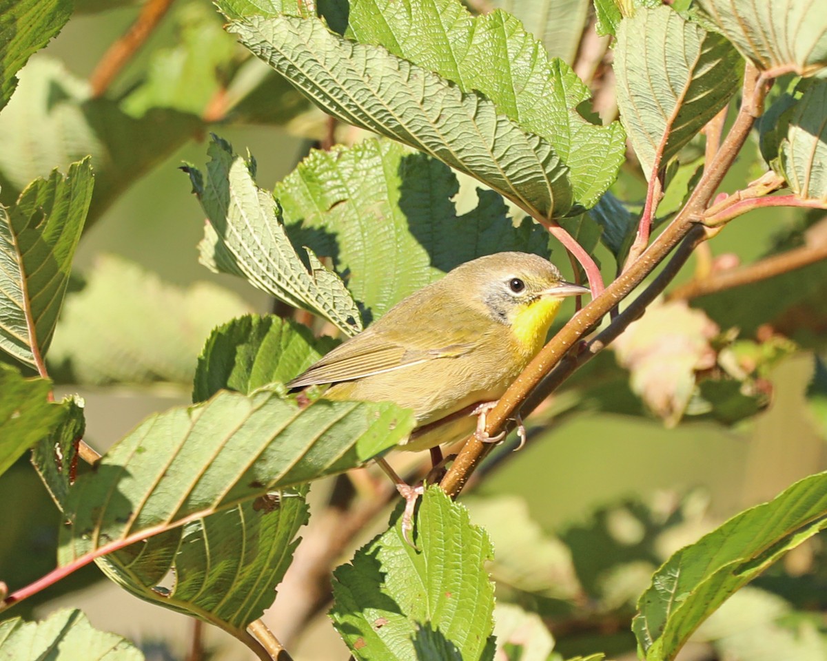 Common Yellowthroat - ML643458229