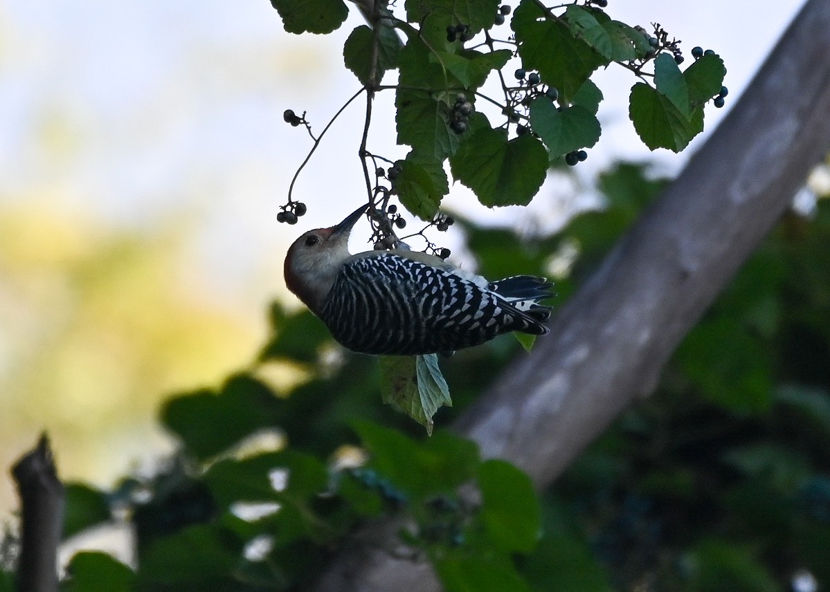 Red-bellied Woodpecker - ML643458236