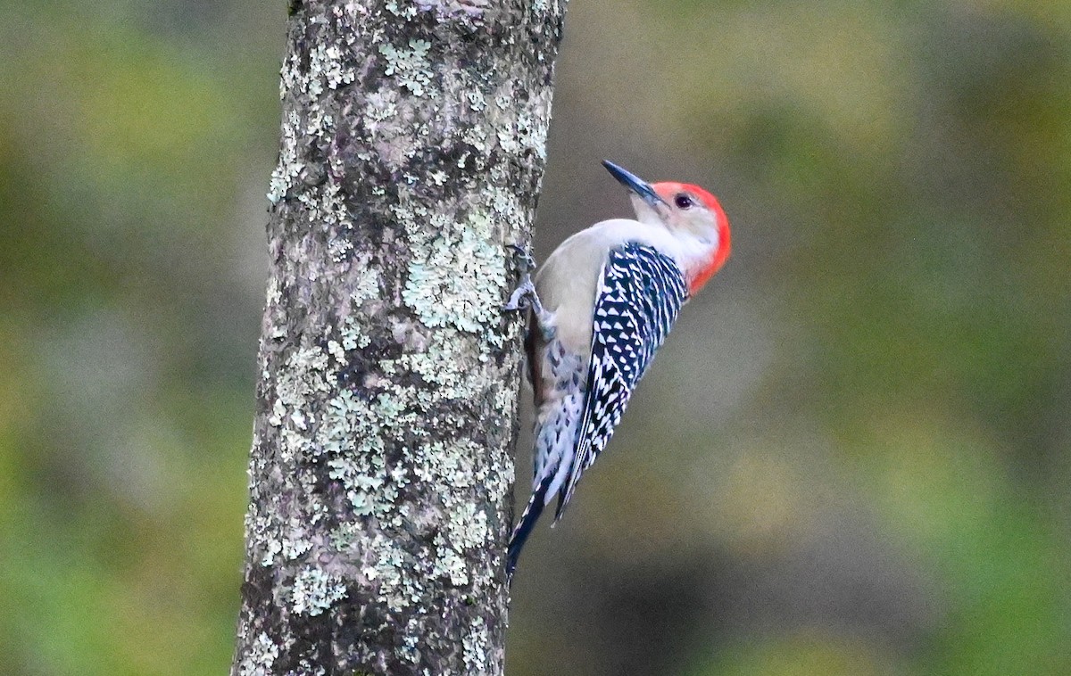 Red-bellied Woodpecker - ML643458237