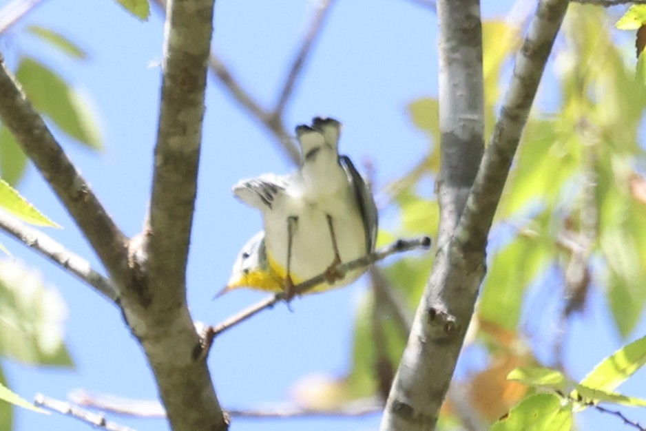 Northern Parula - ML643458247