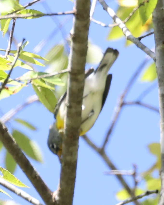 Northern Parula - ML643458248