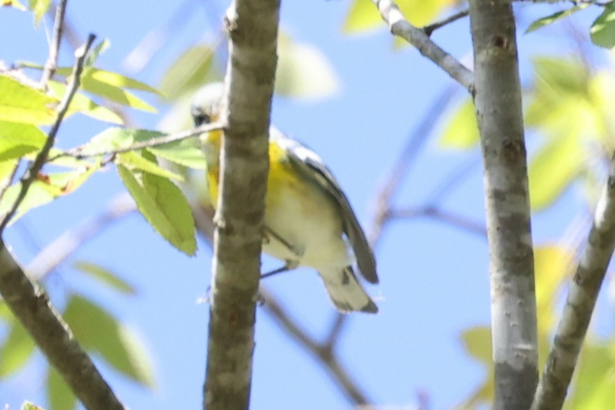 Northern Parula - ML643458249