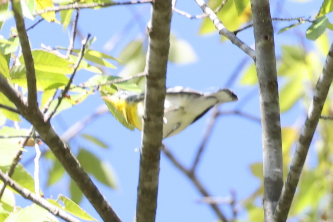 Northern Parula - ML643458250