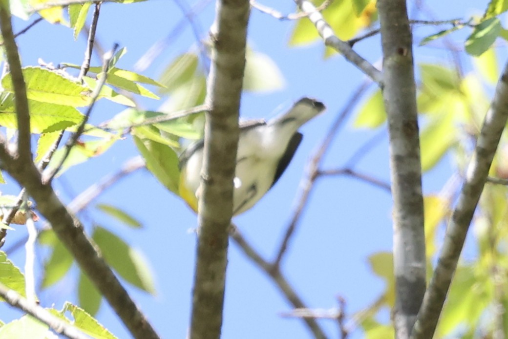Northern Parula - ML643458251