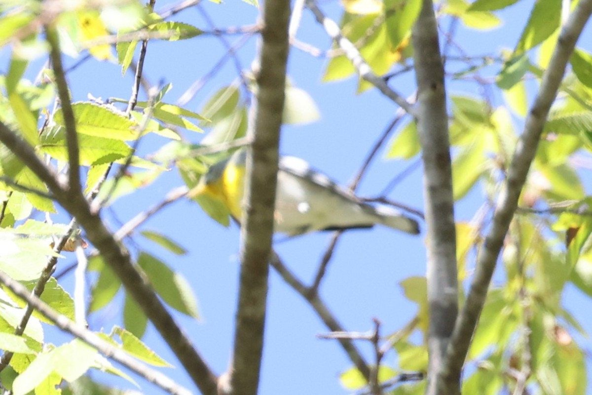 Northern Parula - ML643458252