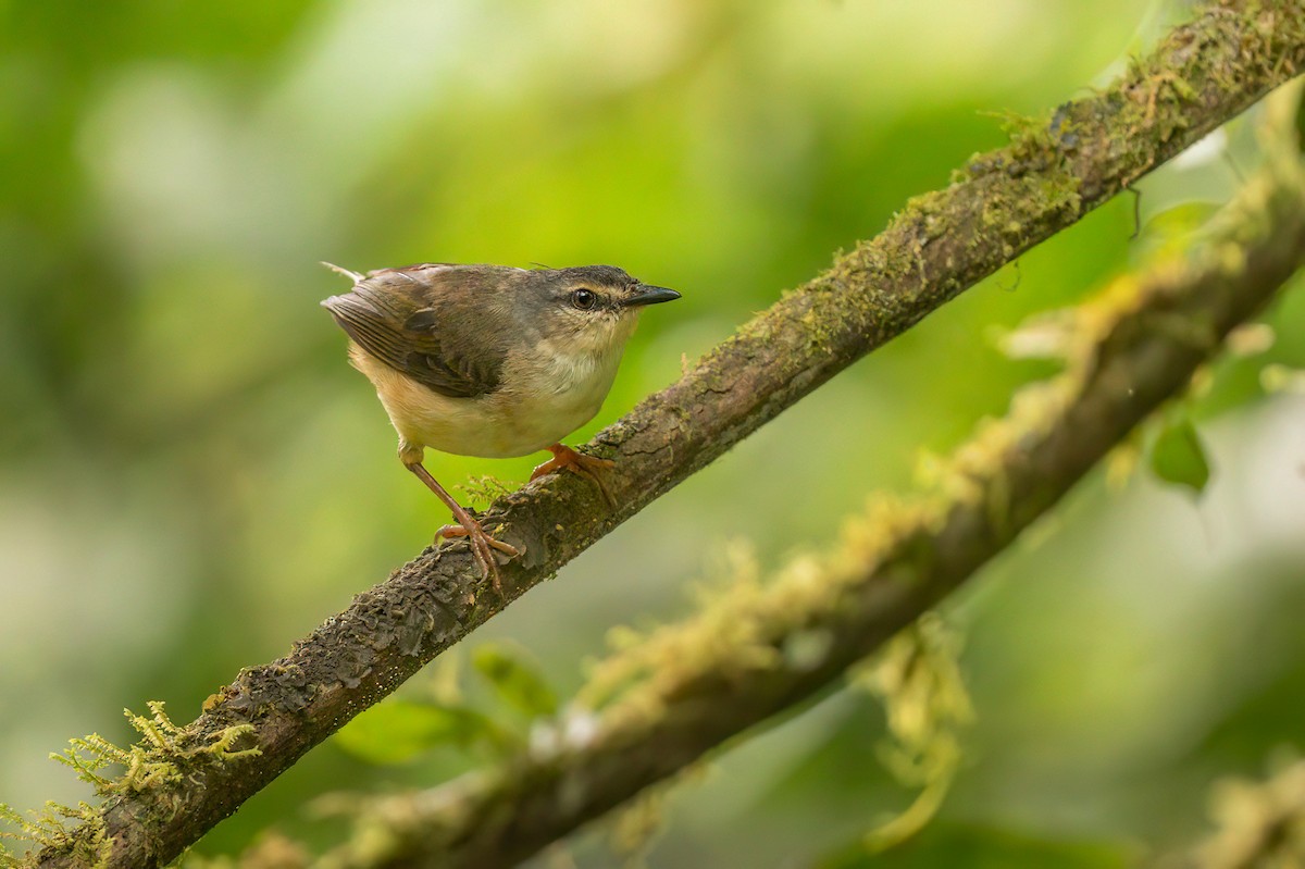 Buff-rumped Warbler - ML643458261