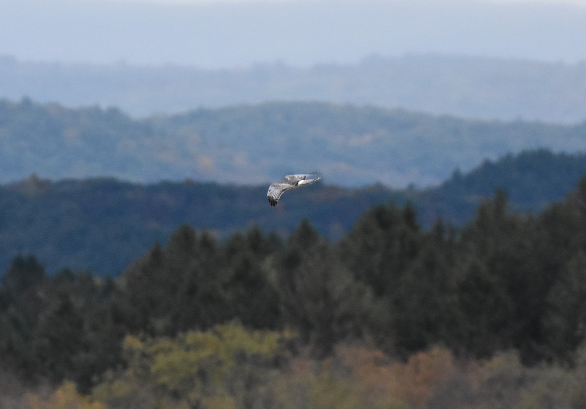 Northern Harrier - ML643458275