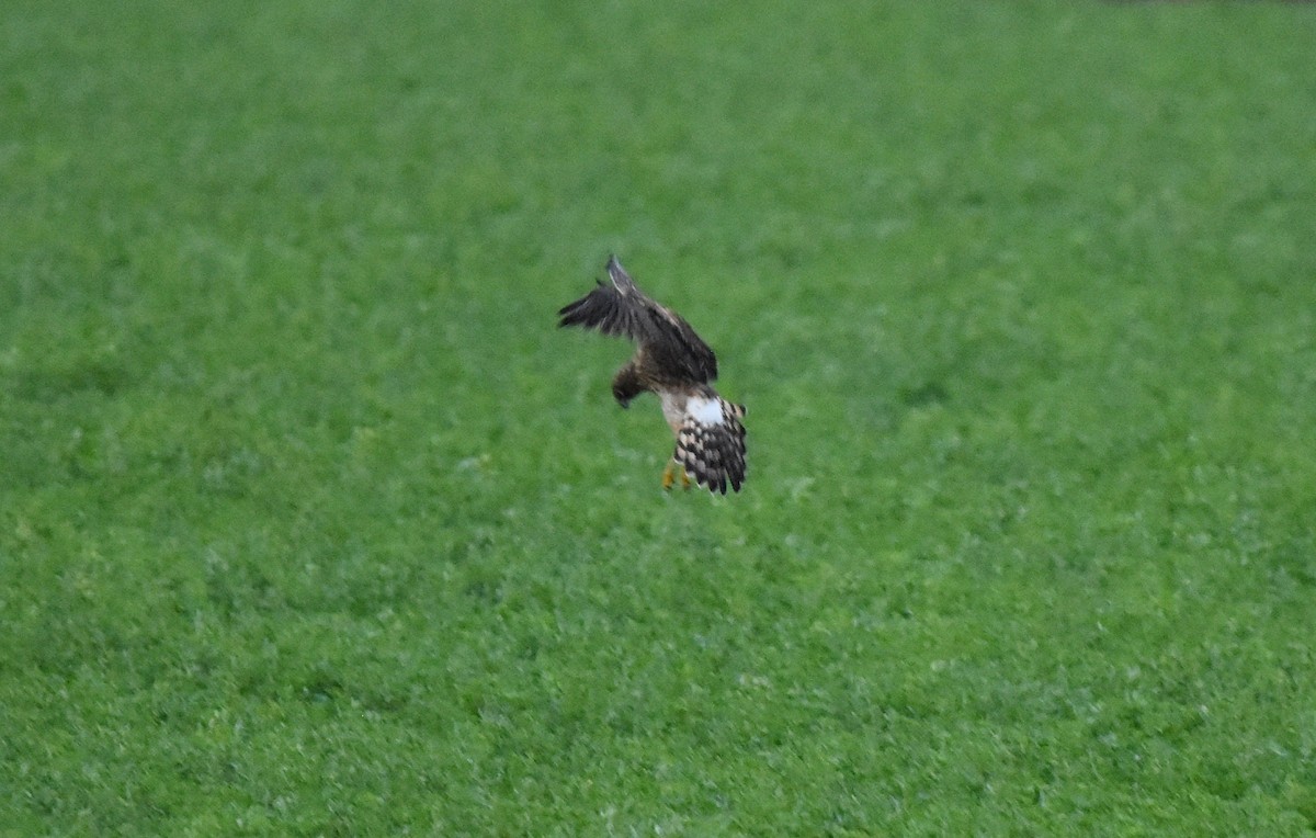 Northern Harrier - ML643458300